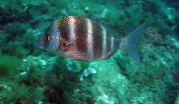 Diplodus_cervinus