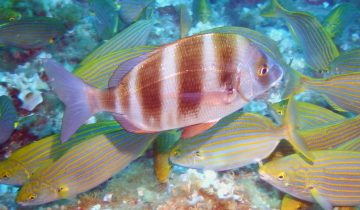 Diplodus_cervinus