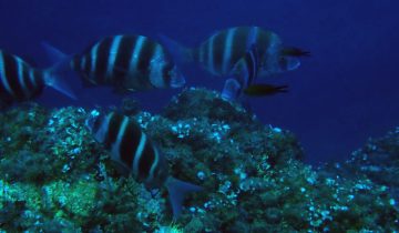 Diplodus_cervinus