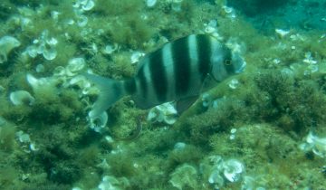 Diplodus_cervinus