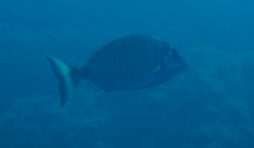 Diplodus_prayensis
