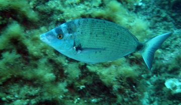 Diplodus_puntazzo