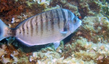 Diplodus_puntazzo