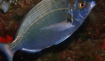 Diplodus_puntazzo