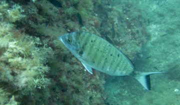 Diplodus_puntazzo