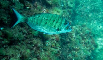 Diplodus_puntazzo