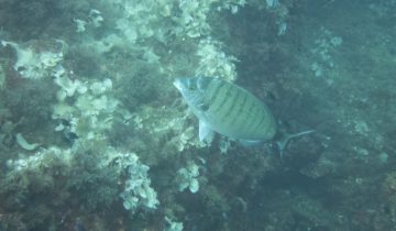 Diplodus_puntazzo
