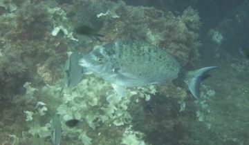 Diplodus_puntazzo