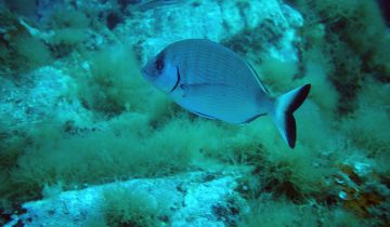 Diplodus_sargus