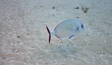 Diplodus_sargus