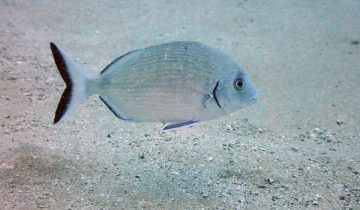 Diplodus_sargus