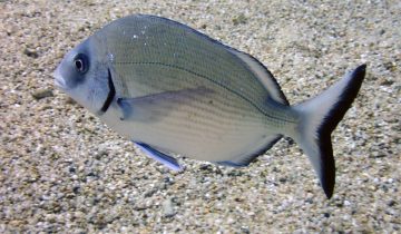 Diplodus_sargus
