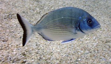 Diplodus_sargus
