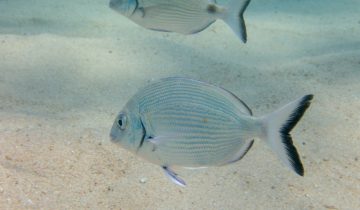 Diplodus_sargus