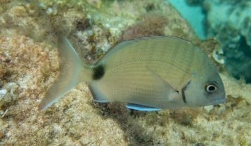 Diplodus_sargus