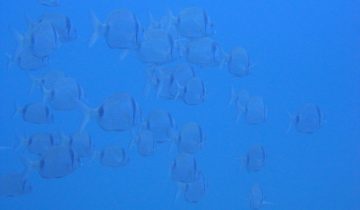Diplodus_vulgaris