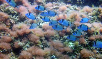 Diplodus_vulgaris