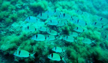 Diplodus_vulgaris