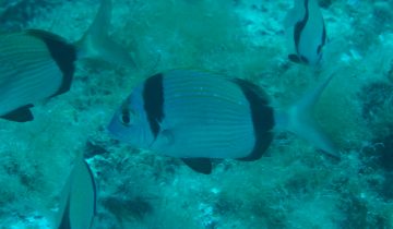 Diplodus_vulgaris