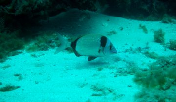 Diplodus_vulgaris