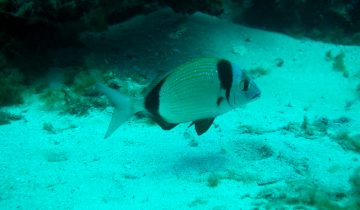 Diplodus_vulgaris