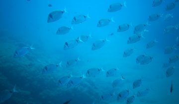 Diplodus_vulgaris