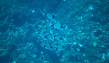 Diplodus_vulgaris