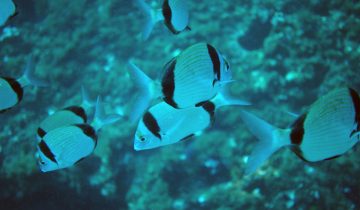 Diplodus_vulgaris