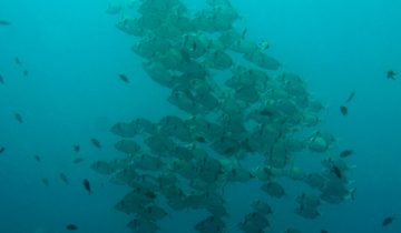 Diplodus_vulgaris
