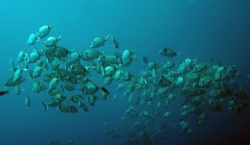 Diplodus_vulgaris
