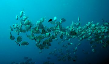 Diplodus_vulgaris