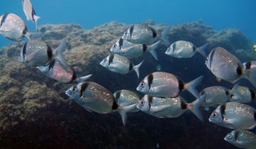 Diplodus_vulgaris