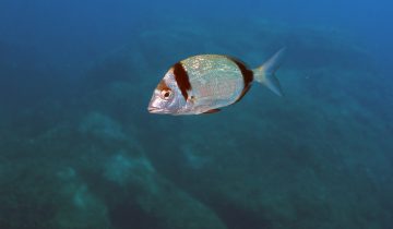 Diplodus_vulgaris