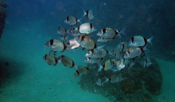 Diplodus_vulgaris