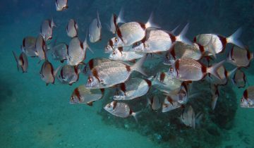 Diplodus_vulgaris