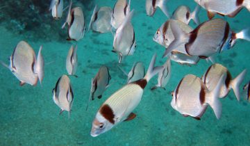 Diplodus_vulgaris