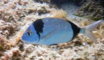 Diplodus_vulgaris