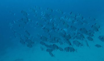 Diplodus_vulgaris