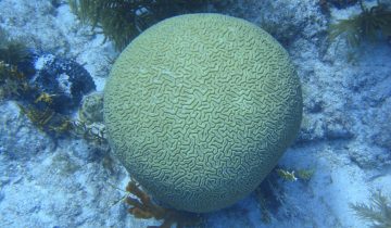 Diploria_labyrinthiformis