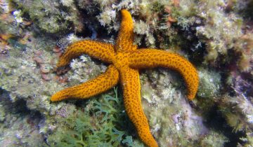 Echinaster_sepositus