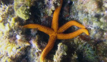 Echinaster_sepositus