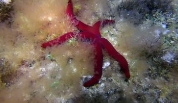 Echinaster_sepositus