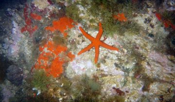 Echinaster_sepositus