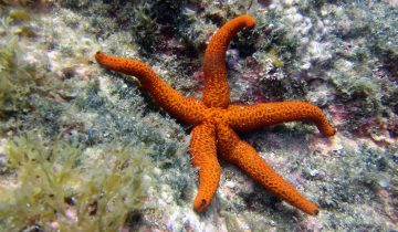 Echinaster_sepositus