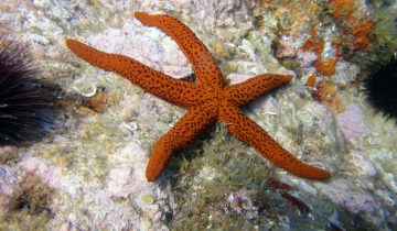 Echinaster_sepositus