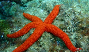 Echinaster_sepositus