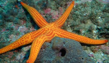 Echinaster_sepositus