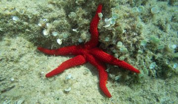 Echinaster_sepositus