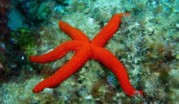 Echinaster_sepositus