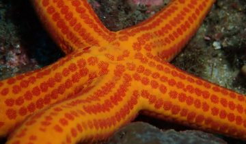 Echinaster_sepositus